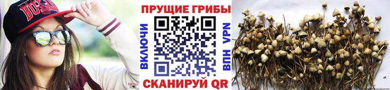 магазин продажи   Бикин  Псилоцибиновые грибы мухоморы 